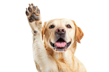 Funny dog with raised high paw showing high five gesture isolated on transparent background. Pet...