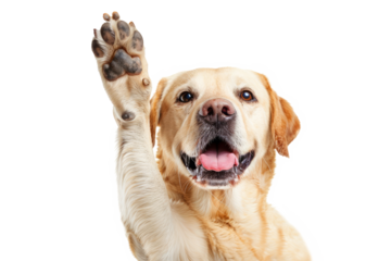 Funny dog with raised high paw showing high five gesture isolated on transparent background. Pet greeting his owner