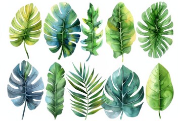 Fototapeta na wymiar Watercolor green tropical leaves clip art, white background, different types of palm plants, monstera leafs and ferns, vector illustration for stickers or junk journaling, white isolated background.