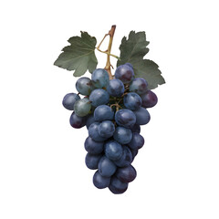 Grape fruit png isolated on transparent background