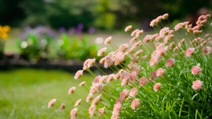 Frame Blurred summer garden park background with dianthus flowers, gardening