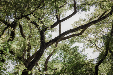 Fototapeta premium arvores do parque da cidade