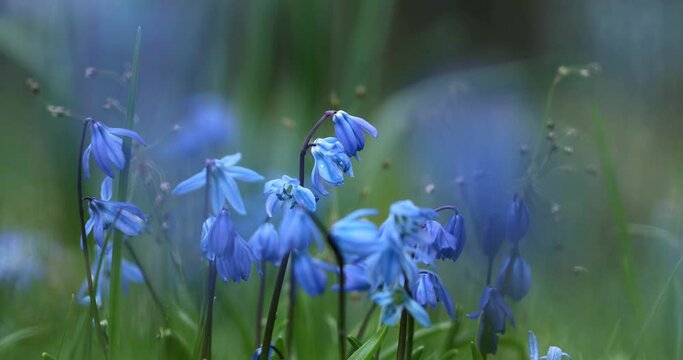 Cebula syberyjska, Scilla siberica in the garden