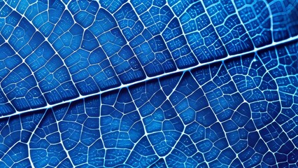 A leaf with a blue color and a lot of veins. The veins are very visible and the leaf is very thin