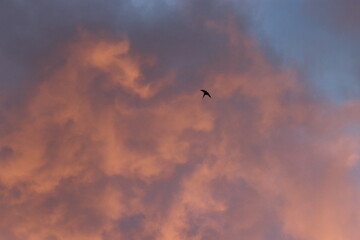 one small bird in the evening sky, dramatic colorful sky