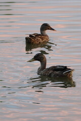 Anas platyrhynchos, male and female ducks swim on the river, couple of ducks