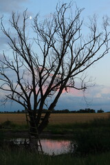 A dead tree by a pond with a dramatic evening sky