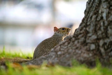 Naklejka na ściany i meble Beautiful wild gray squirrel in summer town park