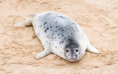 Grey seal pup alone on the beach Horsey Gap, Norfolk, UK