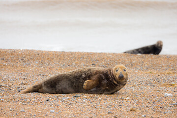 Male grey seals resting on the beach in winter, Norfolk, UK