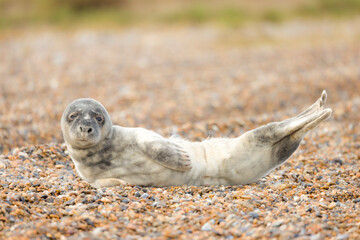 Grey seal pup alone on a beach in winter, Norfolk coast, UK
