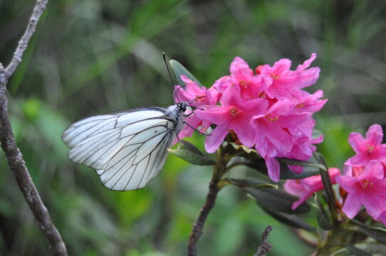farfalla su rododendro