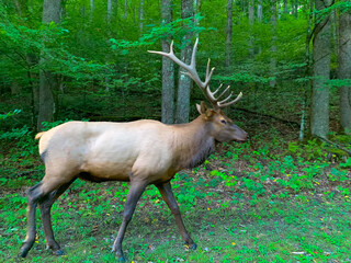 Elk buck