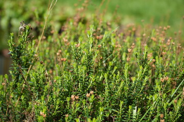 close up of heath, heide, out of bloom in waalre the netherlands