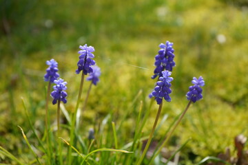 flowers in the field