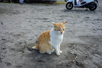 鎌倉の猫
