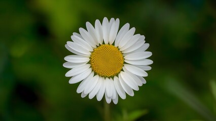 Fototapeta premium Hand made clipping path isolates daisy flower on white