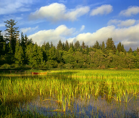 Lake Ozette - Olympic National Park, Washington, USA, World Heritage Site by UNESCO
