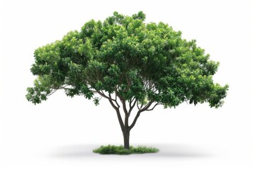 Isolated Single Tree with Clipping Path and Alpha Channel on White Background, Tropical Deciduous Vegetation Illustration