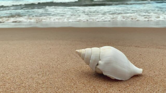 big sea shell on the sand with waves in the blurred background