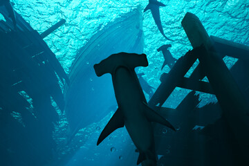 Majestic Underwater Scene: Hammerhead Sharks Circle Ancient Shipwreck - obrazy, fototapety, plakaty