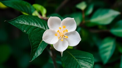 Isolated jasmine flower showcased in close up against white