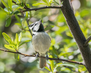 A bridled titmouse nestles among the branches and leaves.