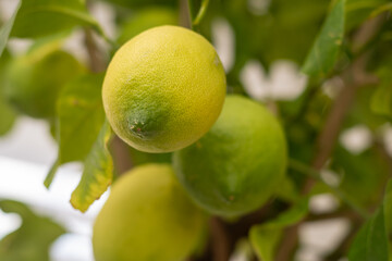Zitrone am Baum - Zitroenbaum