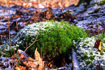 Moss with snow