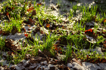Grass with snow