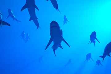 Serene Underwater Dance: Multiple Sharks Glide Through the Ocean Depths