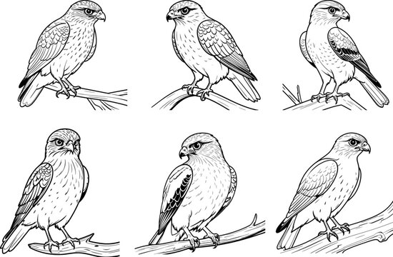 Sharp Shinned Hawk hand drawn coloring page and outline vector design