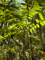 Forest of Tangkoko National Park, Lembeh, North Sulawesi, Indonesia.