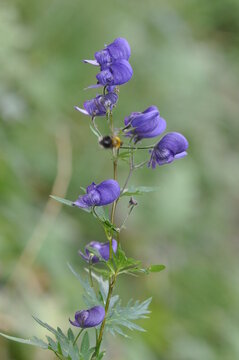 aconitum paniculatum