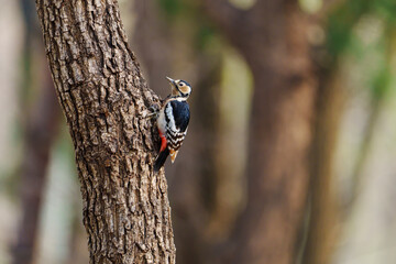 great spotted woodpecker
