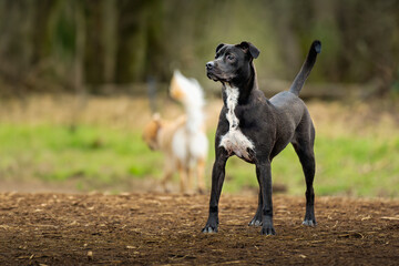 2023-12-31 A BLACK AND WHITE PIT BULL MIX STANDING IN A FIELD ON ALERT WITH NICE EYES AT THE OFF LEASH DOG AREA AT MARYMOOR PARK IN REDMOND WASHINGTON