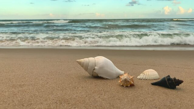 sea shells on the sand with waves in the blurred background