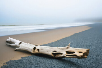 A solitary piece of bleached driftwood lies gracefully on the sands of a tranquil beach, its sculptural form contrasting against the serene blue waters and clear skies, invoking a sense of peace  - obrazy, fototapety, plakaty