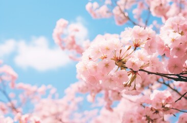 Obraz premium Blossoming cherry trees line a rural path on a sunny spring day