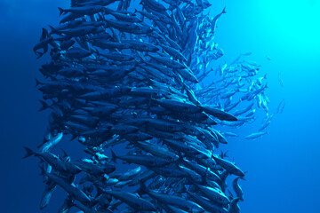 Fototapeta na wymiar Majestic School of Barracudas Hovering in the Serene Depths of the Ocean