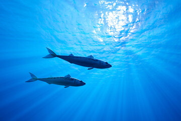 Graceful Barracudas Gliding in the Sunlit Azure Depths of the Tropical Ocean