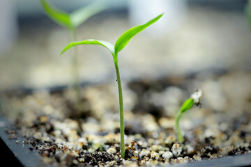 Seed starting indoors under LED lights close up