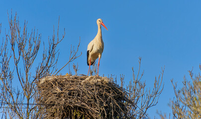 yellow billed stork, Algarve, Portugal, February 2024