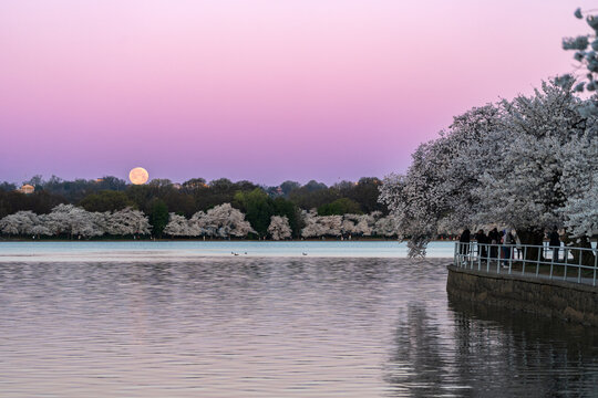 Full moon over the tidal basin in Washington DC during sunrise, peak cherry blossom