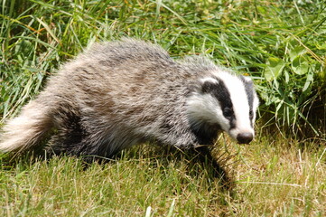 giovane tasso © el15da