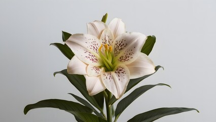 Madonna lily showcased against a clean white background