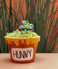 Succulent in an original flowerpot hunny