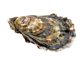 live oyster, isolated white background PNG