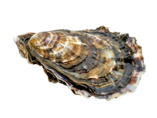 live oyster, isolated white background PNG