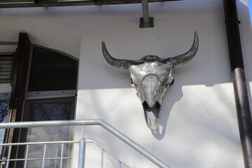 cow skull on the wall